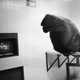 Illustration for article titled Strange Historic Photos Of Intelligent Animals